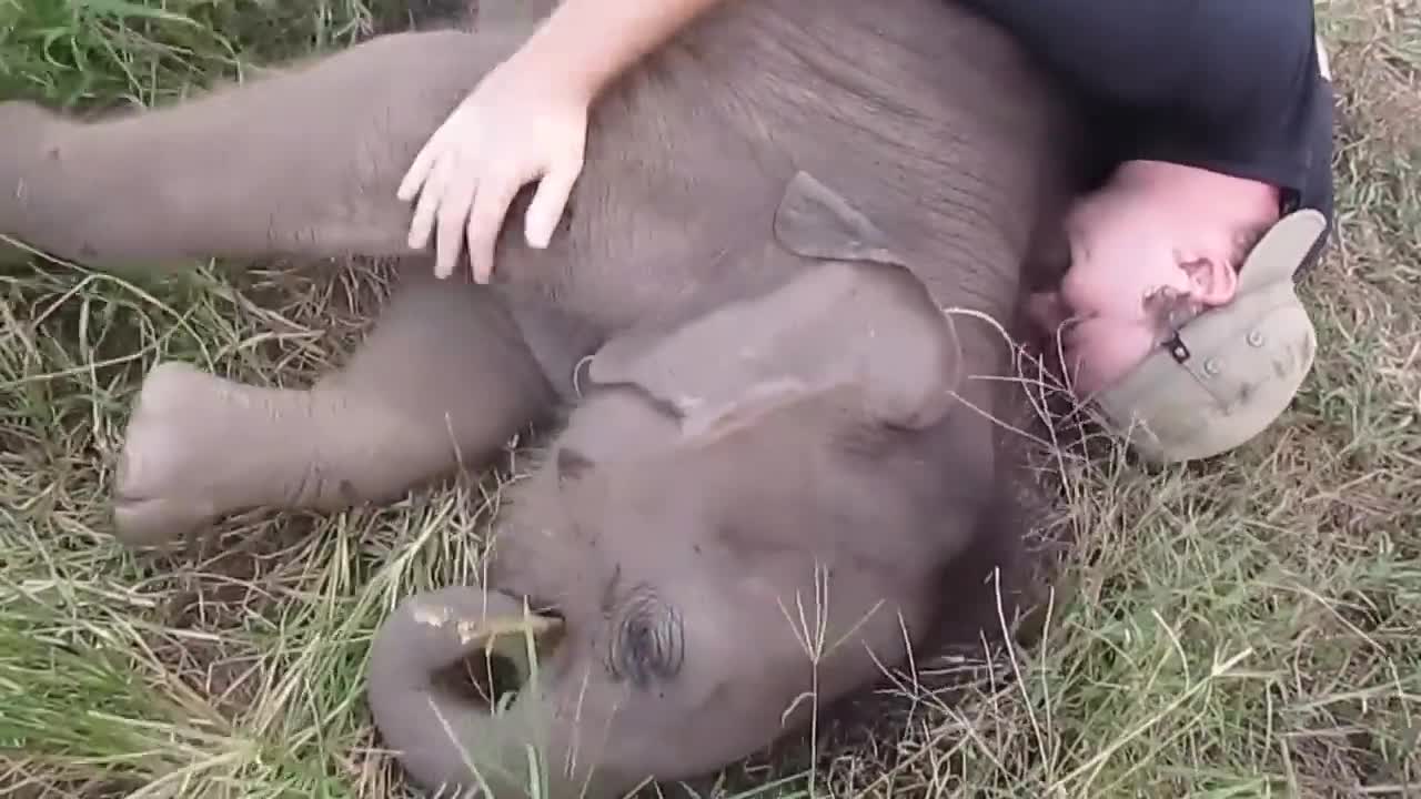 Baby Elephants love to cuddle