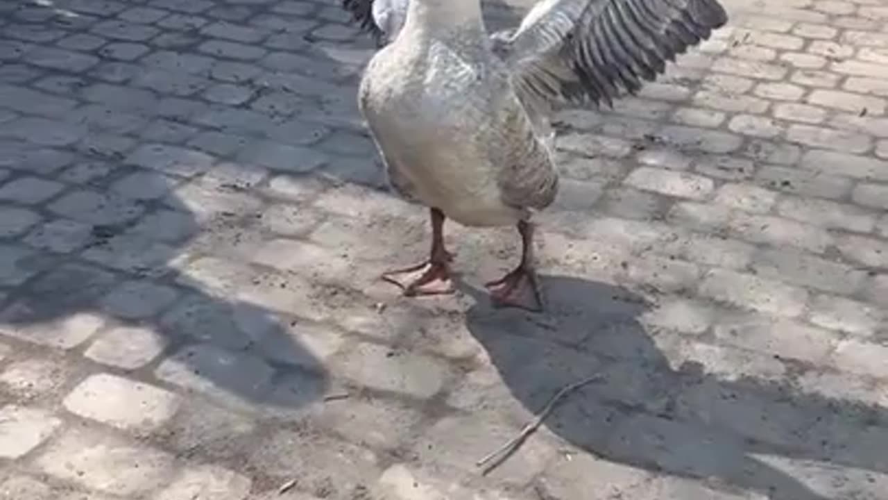 Ukrainian Combat Goose ready for the counteroffensive!