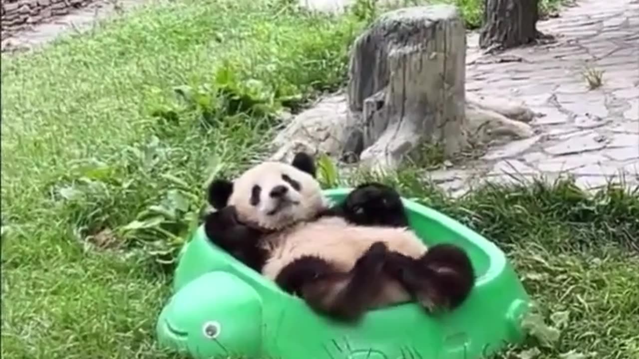 Relaxing panda