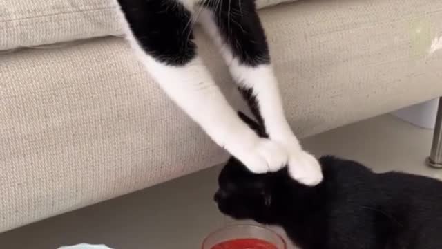 "Cats Is The Best Creation Of God" Cat Memes Pt.5
