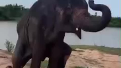 DO THE FUNKY 🤣ELEPHANT