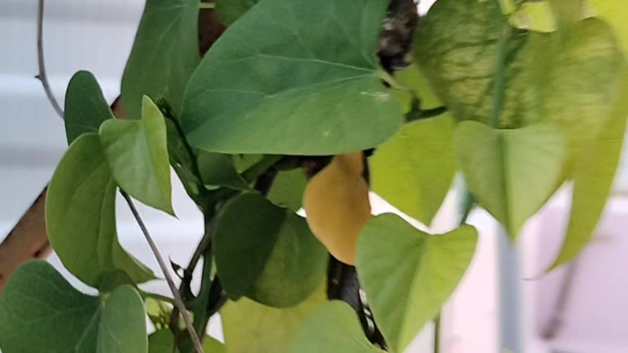 Tinospora Cordifolia Indian medicinal climber, called Guduchi in Hindi and Seenthil Kodi in Tamil