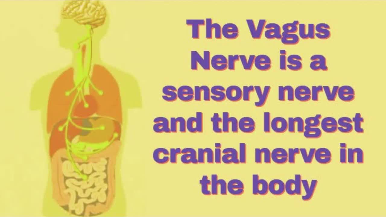 UNLEASHING THE POWERS OF YOUR VAGUS NERVOUS SYSTEM FOR BETTER SPIRITUALITY