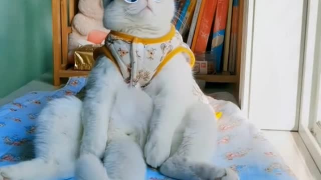 Cats look cool with glasses