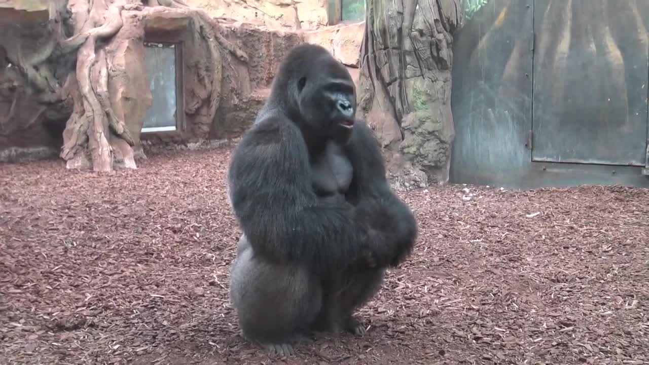 Gorille en colere (Zoo, AMNEVILLE- MOSELLE- FRANCE)