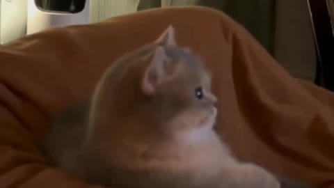 Cutest Cat Reaction on Turning the T.V off