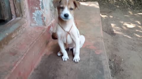 Adorable puppy has the cutest bark ever