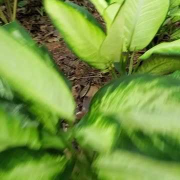 What should we plant next?