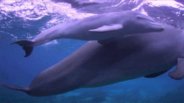 Dolphins at Play