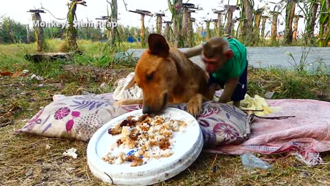 Sad Video of dog and monkey - Touching story