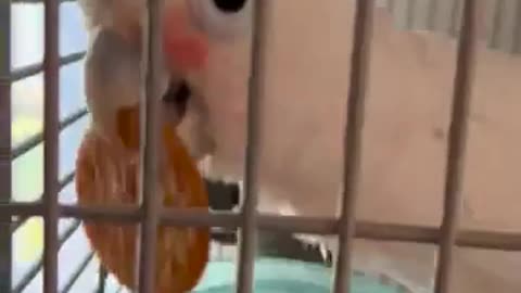 In love with his Ritz. Cute parrot cute animals video