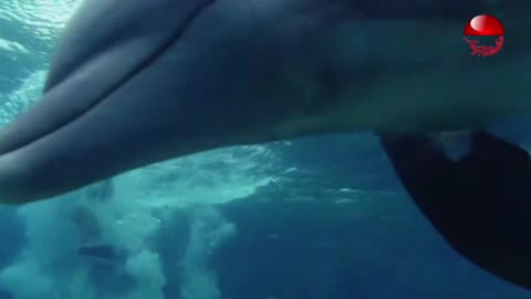 Blümchen - Nur Geträumt (From Germany)