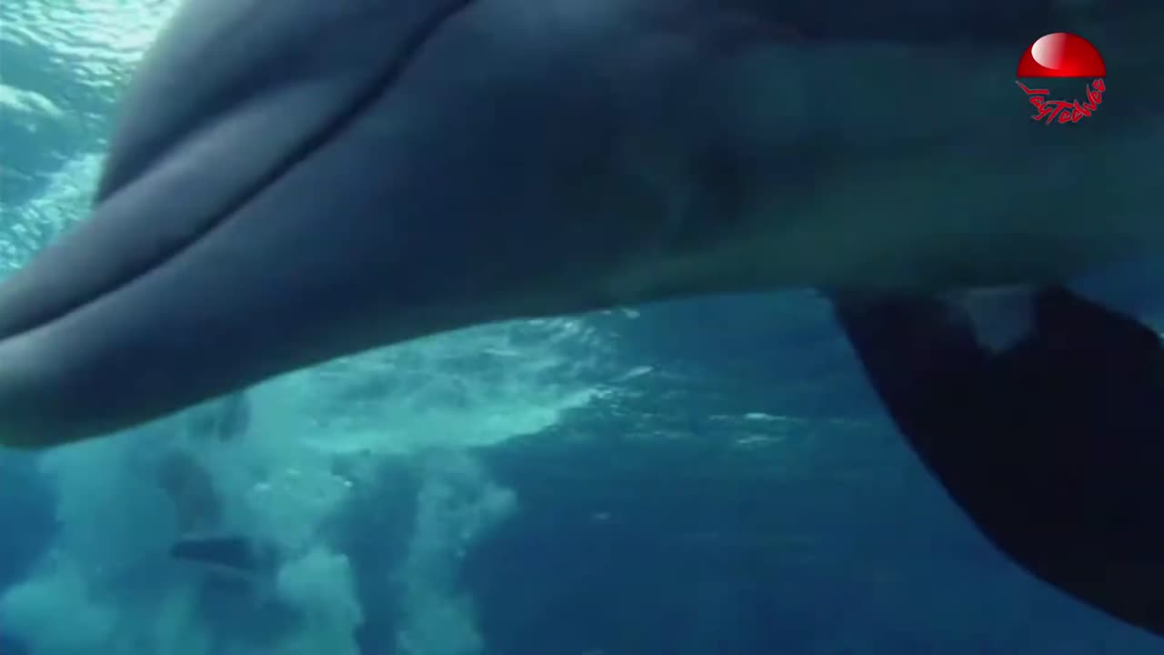 Blümchen - Nur Geträumt (From Germany)