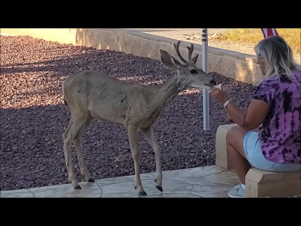 Bucky, Shirley's pet deer