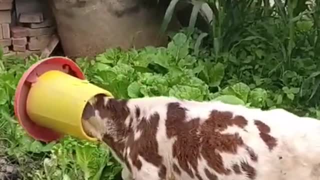 The gluttonous goat got his head stuck in the food bucket