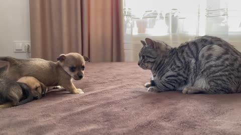 Funny Cat Reaction to Puppies [Kitty sees them for the First Time]