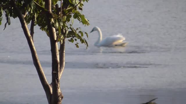 398 Toussaint Wildlife - Oak Harbor Ohio - Swans Pairing - Eagle - Heron