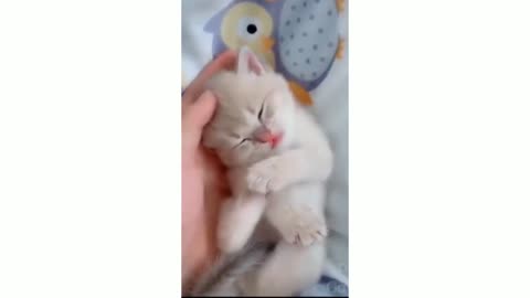 cute cats-funny cats- cat videos