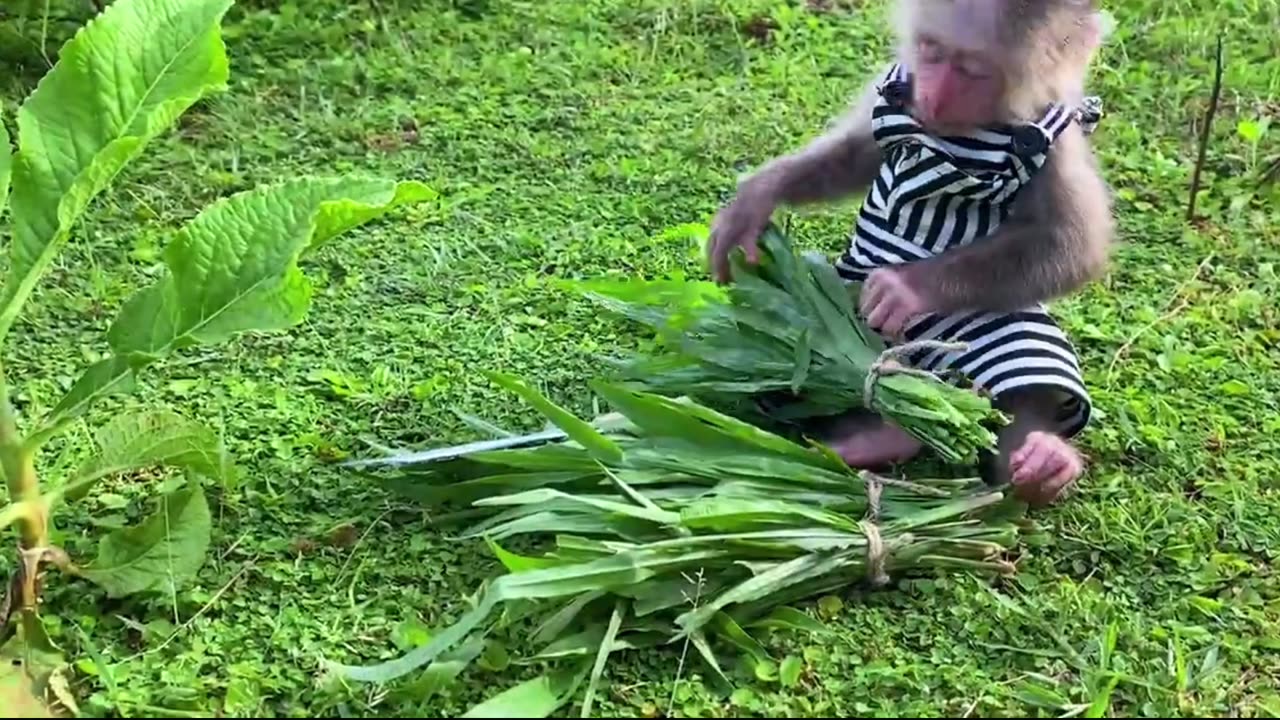 बंदर की मस्ती l bandar ki masti