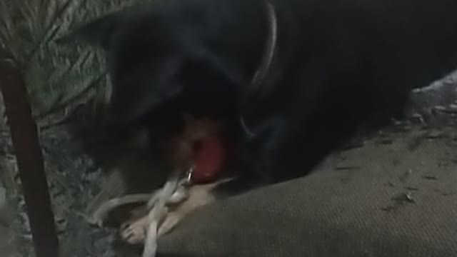 SamSon And his Faithful little Ball Fighting With THe Cats
