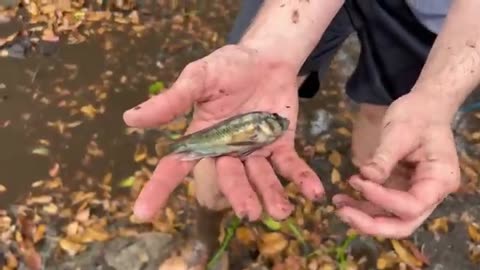 Saving Fish Abandoned in FLOODED MUD PIT