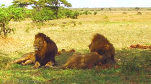 Animals of Africa 4K - Scenic Relaxation Film With Calming Music