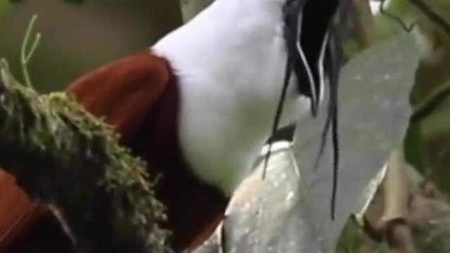 The worlds loudest bird