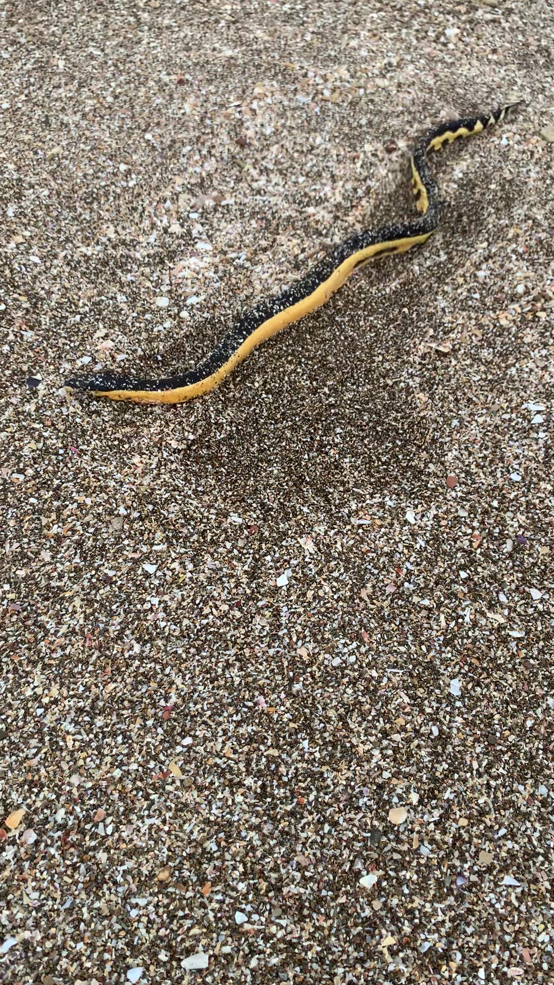 Yellow bellied sea snake