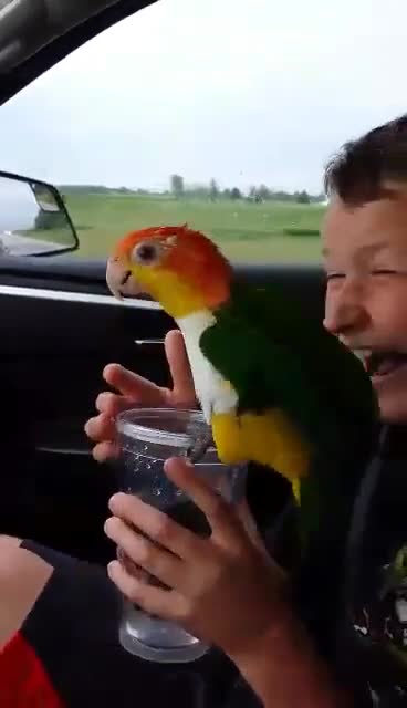 Parrot decides to take bath in kid's water cup