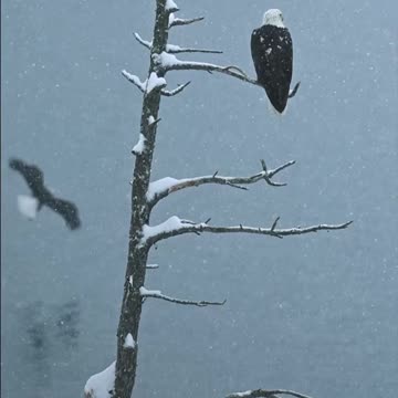 "Wild Winter" or "Falcons in the Snow."