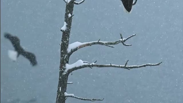 "Wild Winter" or "Falcons in the Snow."