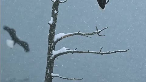 "Wild Winter" or "Falcons in the Snow."