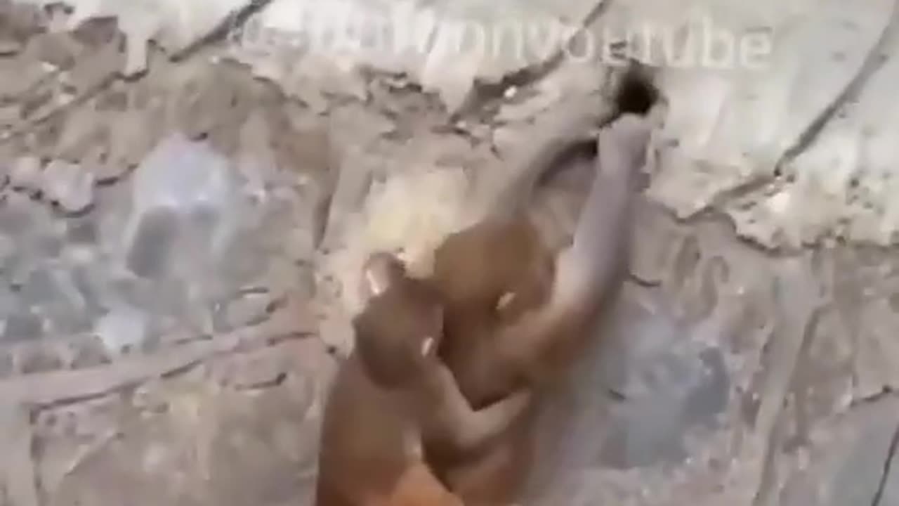 Fummy monkey
