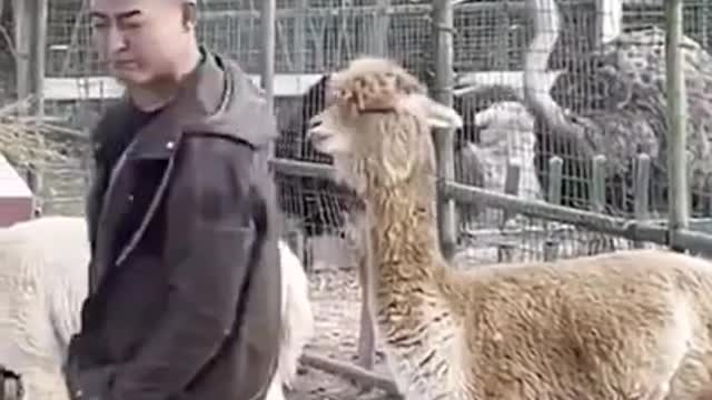 Animals never fail to make us laugh Super funny animal compilation