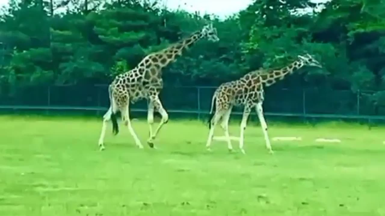 Giraffes Drive | Nat Geo Wild