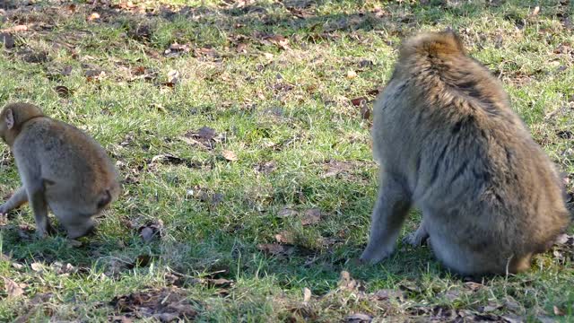 Cute Baby Monkey searching for food