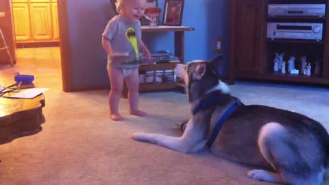 Baby and Husky, Deep in Conversation