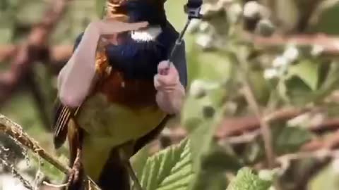 Try Not To Laugh | Funny Birds | Amazing Video