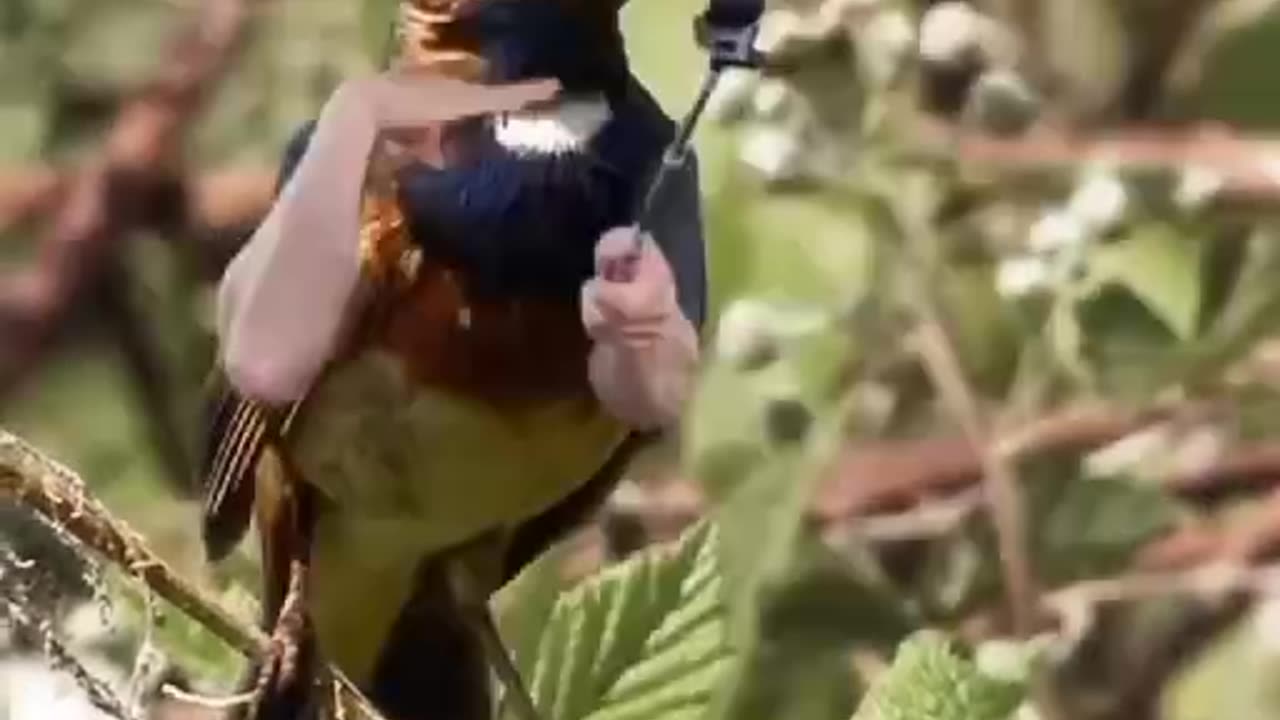 Try Not To Laugh | Funny Birds | Amazing Video