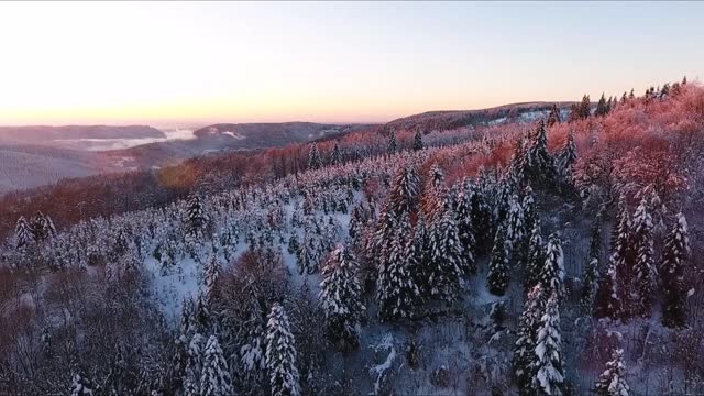 BOSQUES DE FRANCIA EN NEVADA