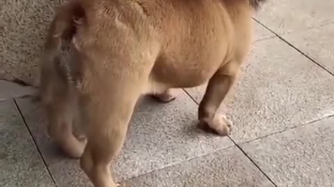 Funny dog video