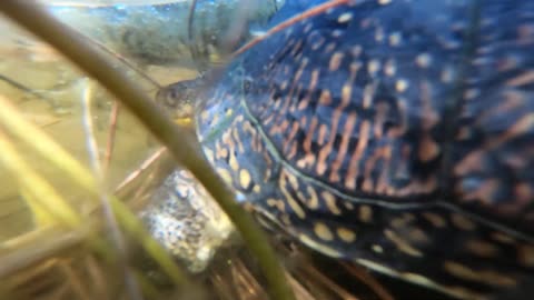 Blandings Turtle