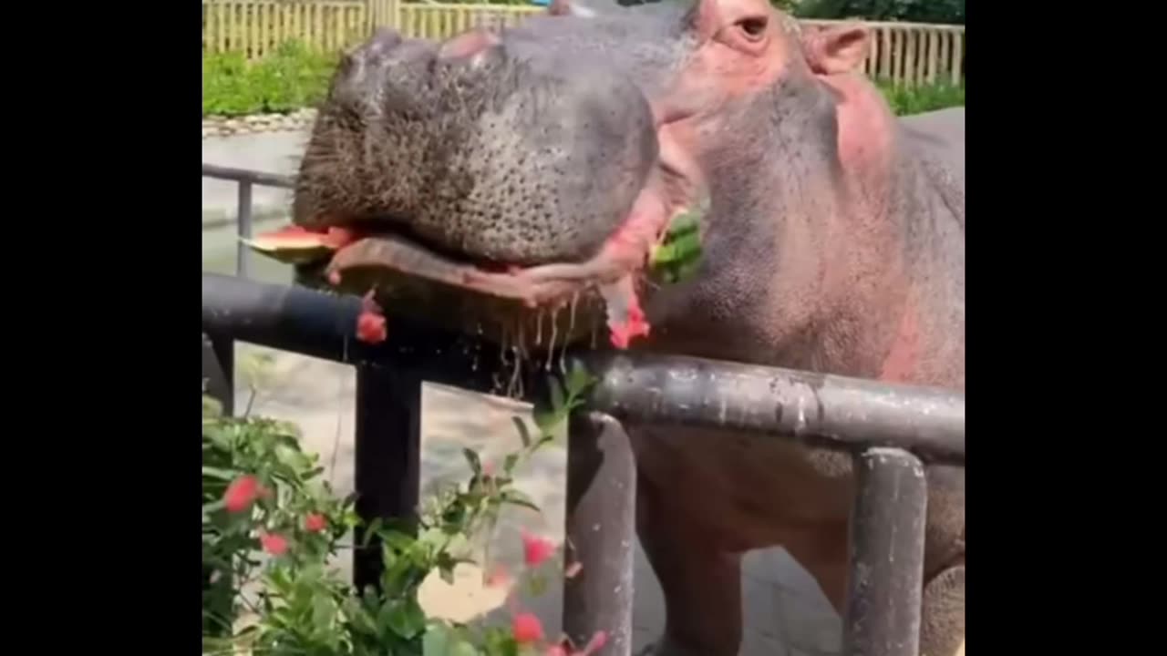 The way hippo eat Watermelon 😳😳