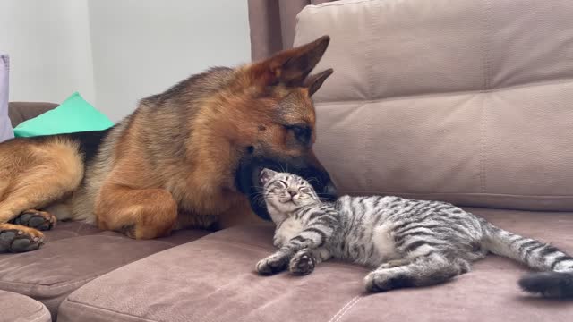 Funny German Shepherd Reaction to a lazy Cat