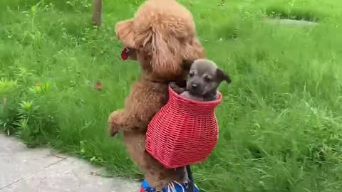 Dog funny tranding video