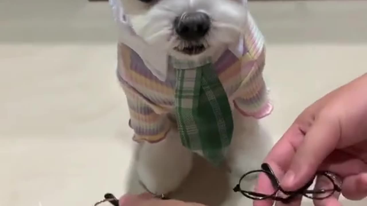 Beautiful Puppy Wear A Shirt Paint