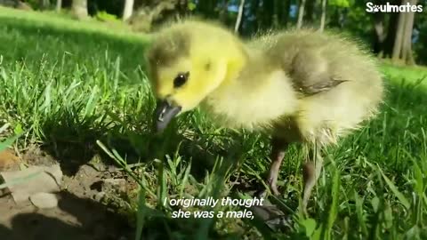 Guy Teaches His Rescued Gosling How To Fly | The Dodo Soulmates