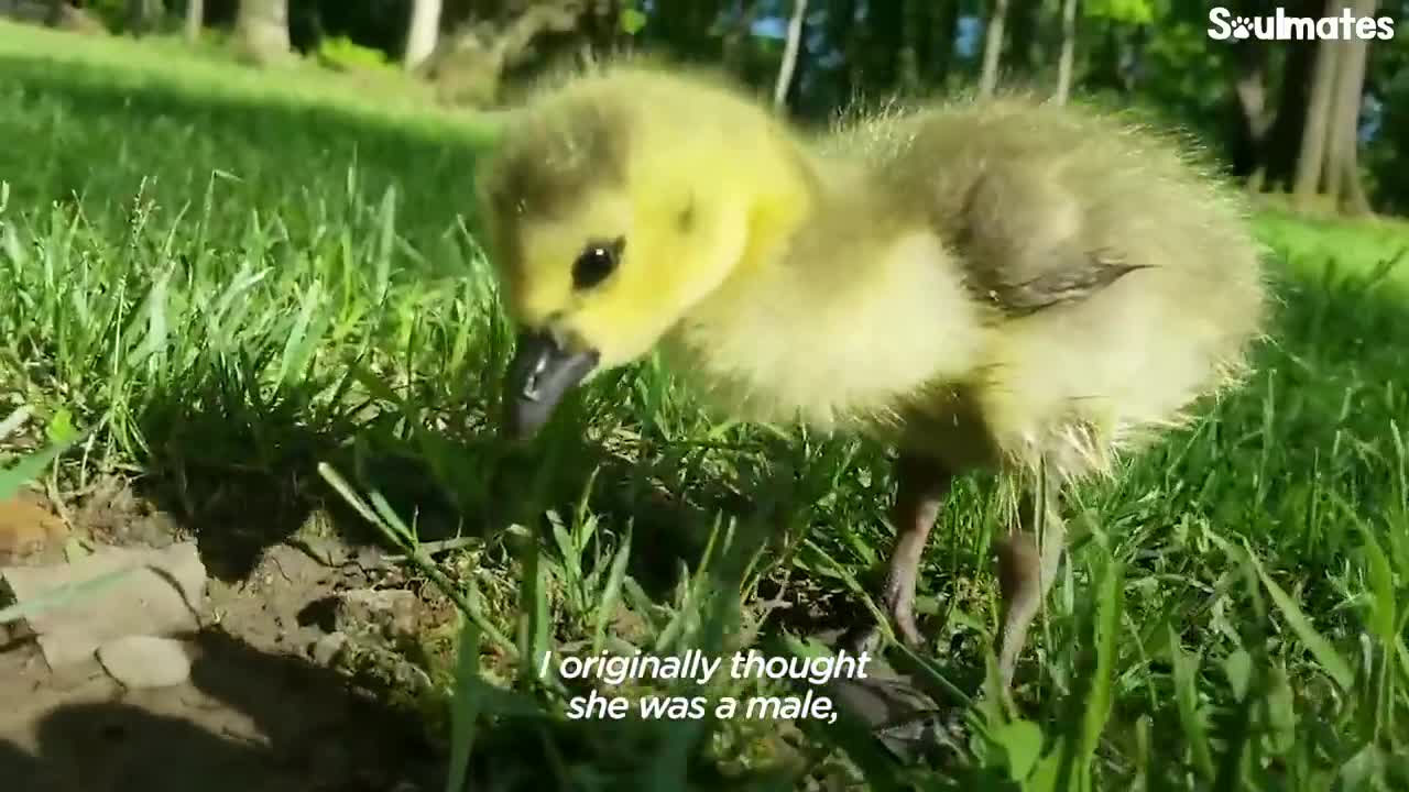 Guy Teaches His Rescued Gosling How To Fly | The Dodo Soulmates