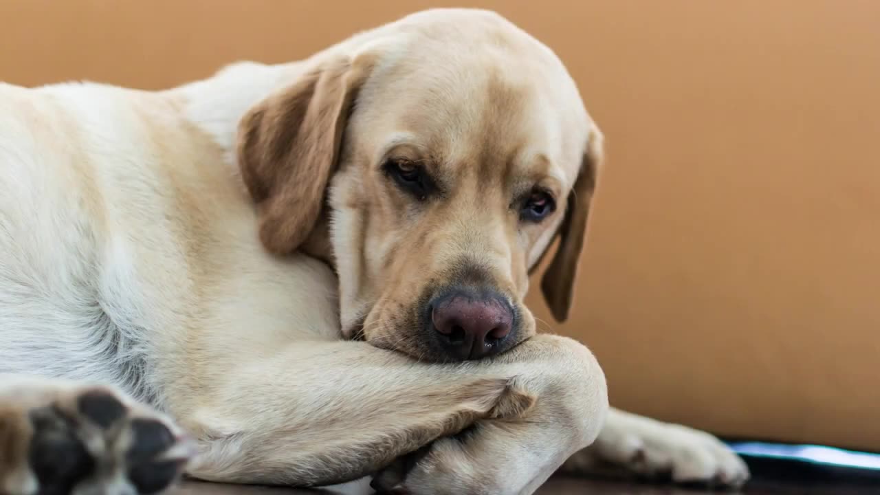 10 Signs That Will Make You Wonder - Does My Dog REALLY Love Me?