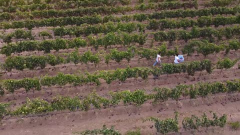 In vendemmia _ Barone Sergio